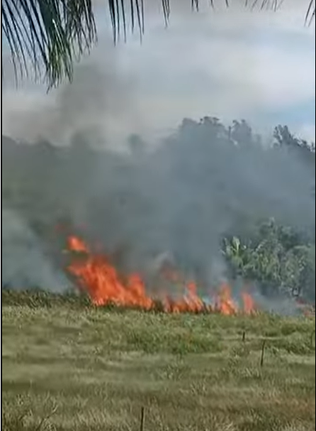 Moradora registra área de reserva do Iema pegando fogo em Guarapari