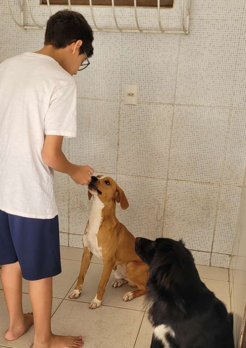 Guarapari: os benefícios da Pet Terapia para a mente humana