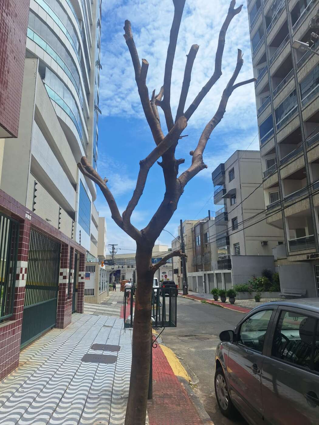 <i>Coluna Dom Antônio:</i> Assassinato de árvores volta a acontecer em pleno Centro de Guarapari