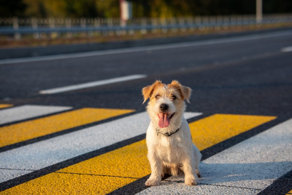 jack-russell-terrier-puppy-runs-alone-pedestrian-crossing-across-road