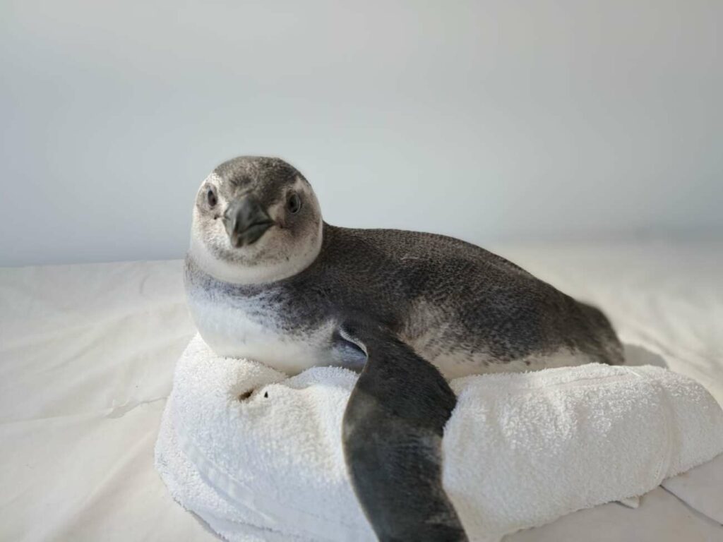 WhatsApp Image 2024 07 19 at 16.47.38