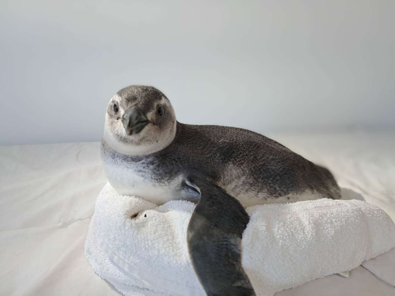 Mais de dez pinguins foram resgatados nas praias de Guarapari na última semana