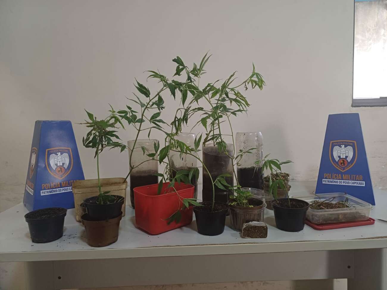 PM encontra pés de maconha durante ocorrência para apagar incêndio em Guarapari