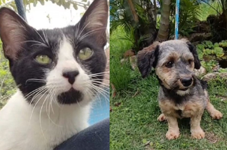 Guarapari promove feira de adoção de cães e gatos nesta quarta-feira (20)