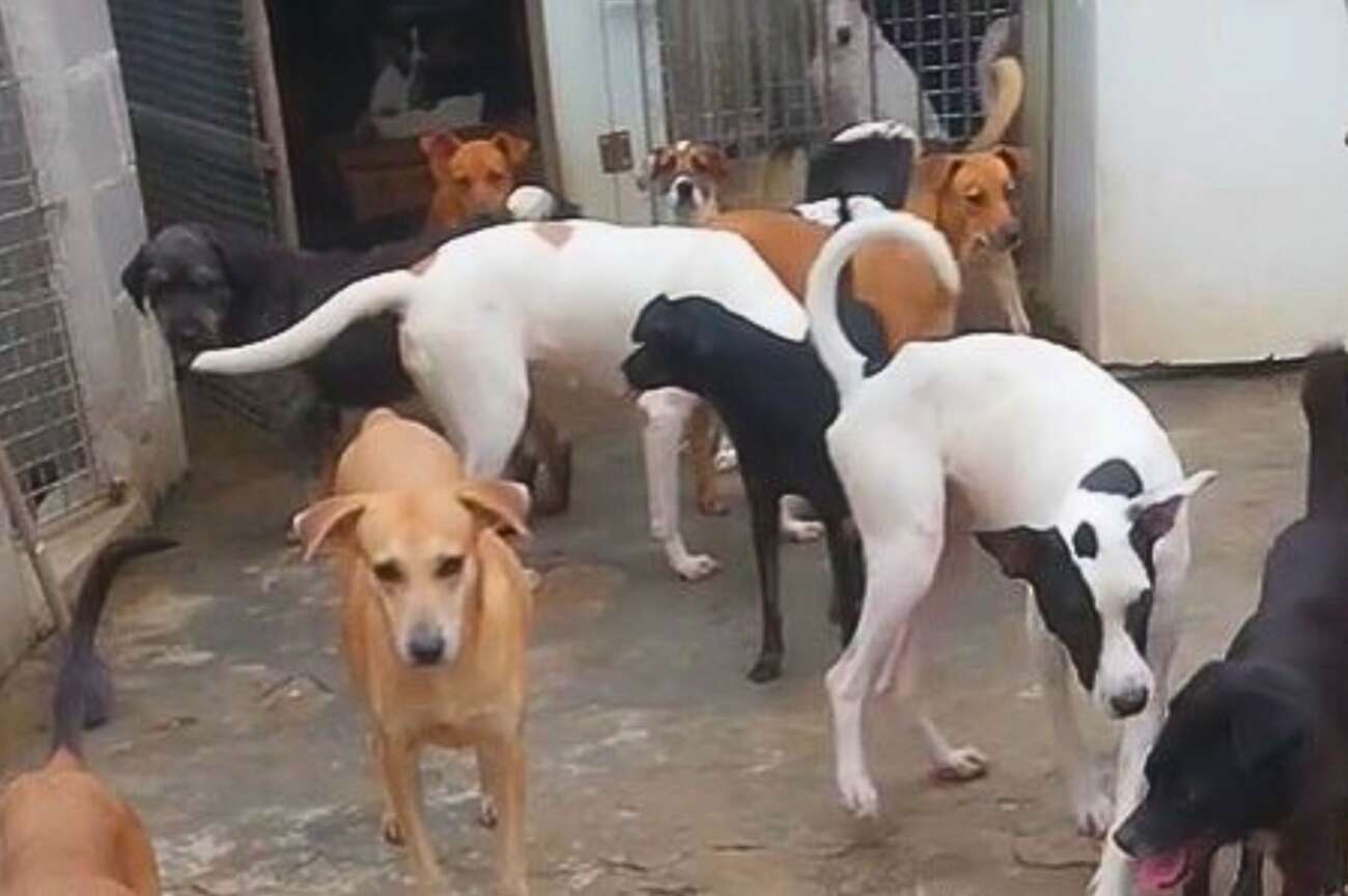 Abrigo de animais em Guarapari busca ajuda para continuar funcionando; saiba como doar