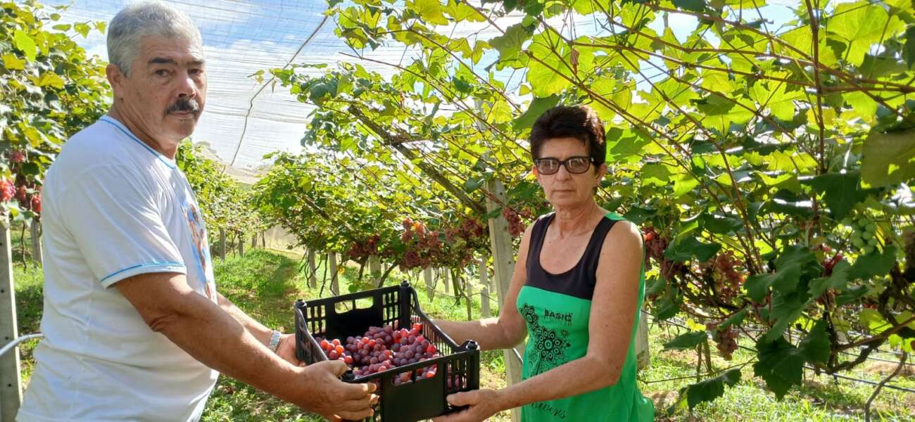 Turismo rural: sítio em Alfredo Chaves abre visitação durante colheita de uvas