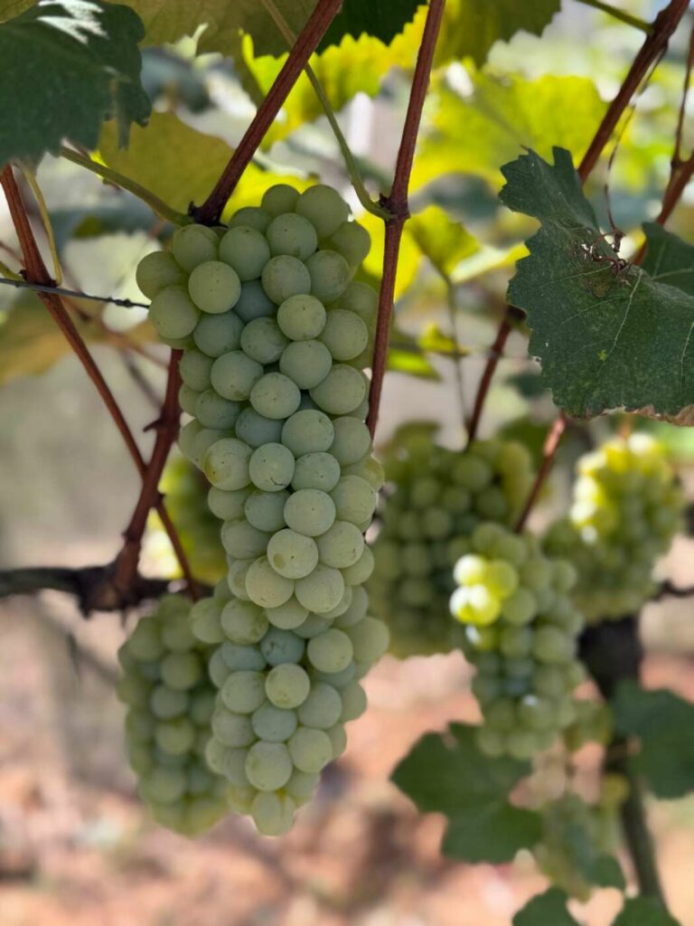 colheita sitio 3 lagoas 1