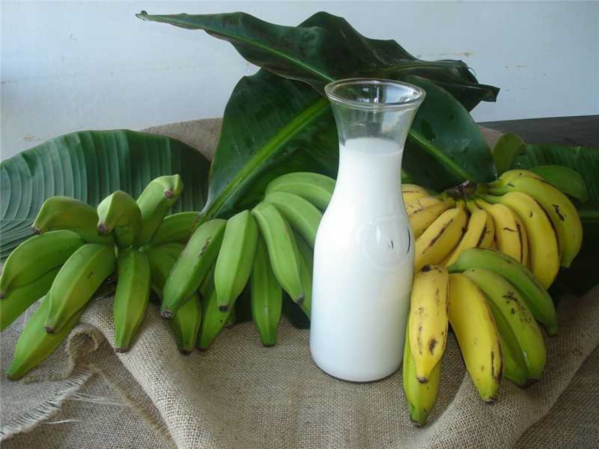 banana e leite alfredo chaves