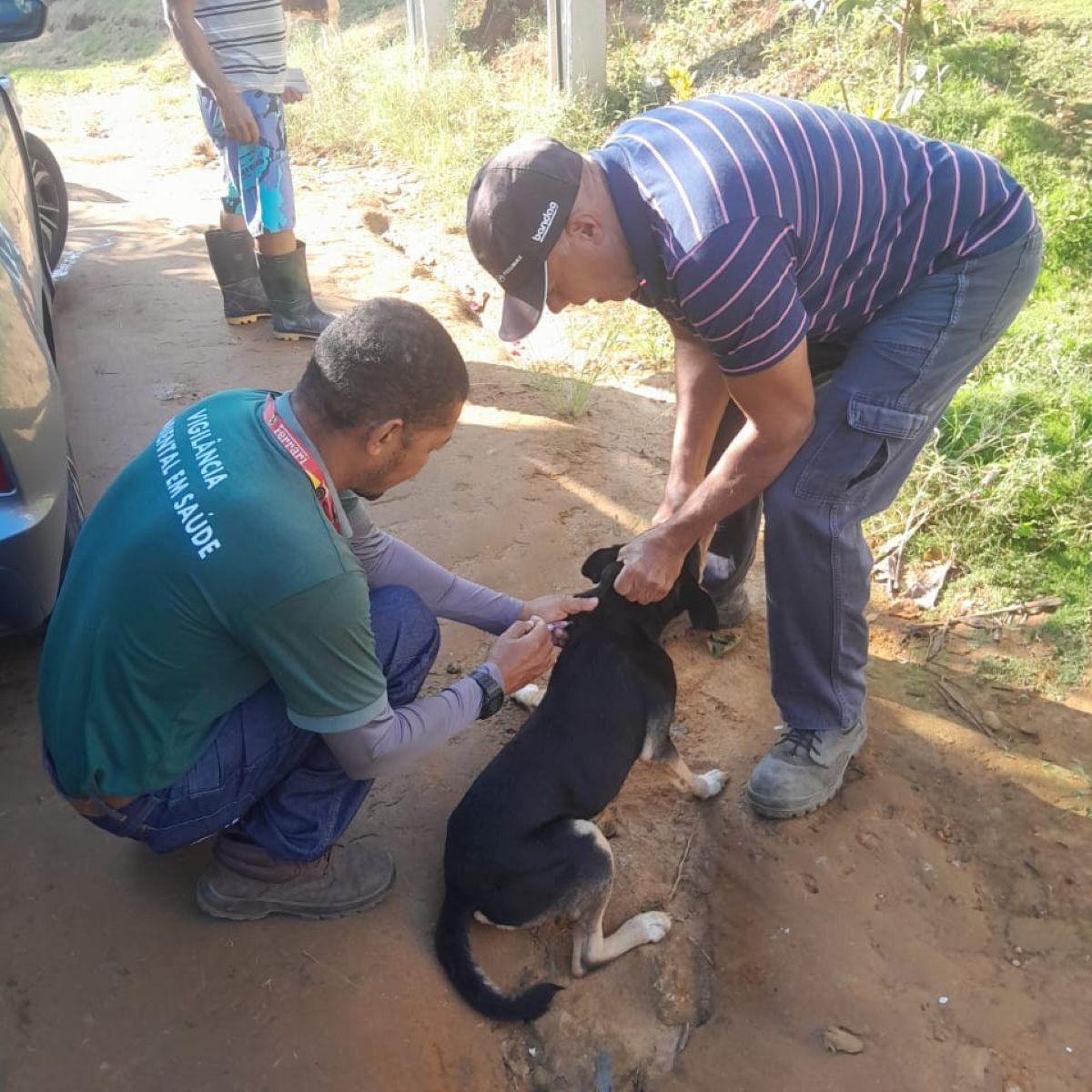 vacinacao animal antirrabica