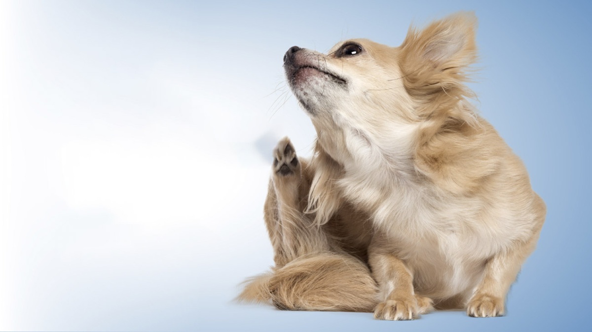 WeVets Thumb BLOG Alergia 02 Thumb