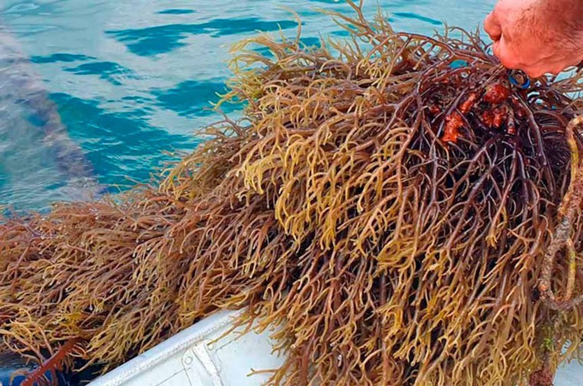 fazenda marinha alga epagri