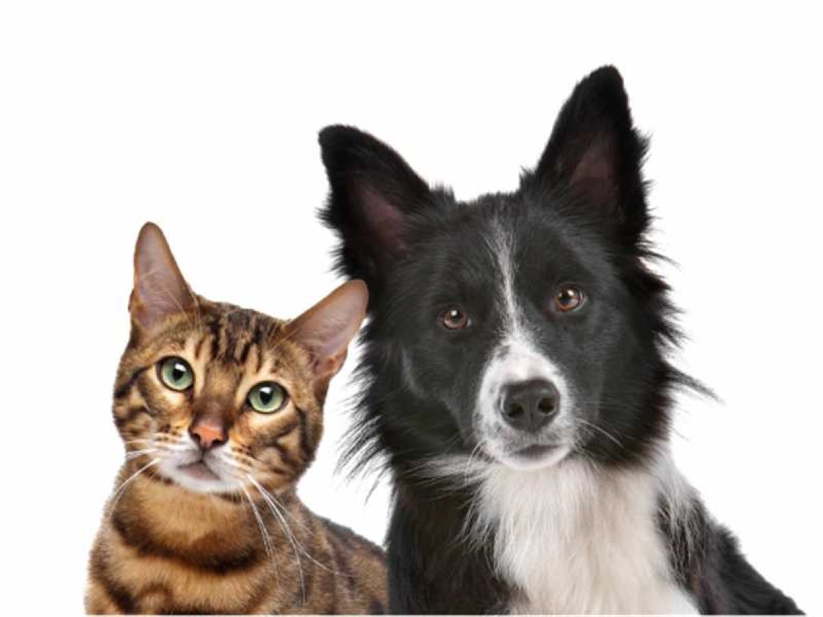 Inscrições abertas para campanha de castração gratuita em Alfredo Chaves 1 cachorro e gato