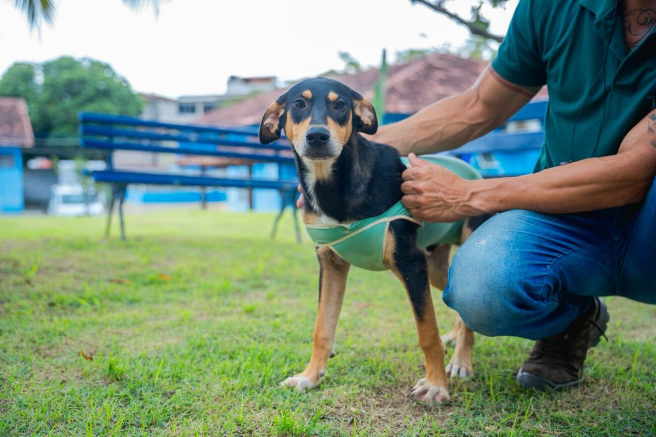 Guarapari: feira de adoção promove cuidado e esperança para animais abandonados 4 doacao CCZ