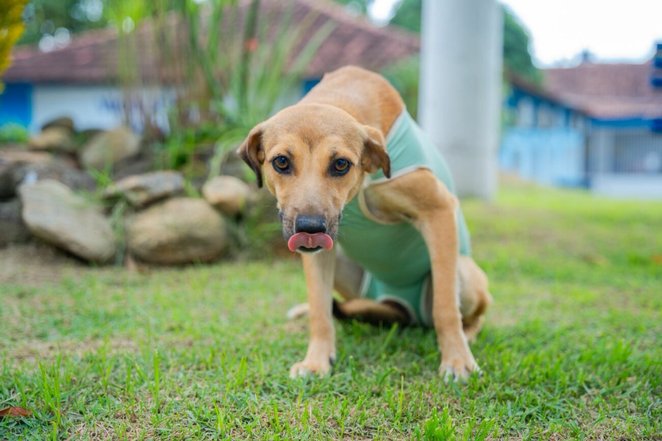 Guarapari: feira de adoção promove cuidado e esperança para animais abandonados 5 doacao CCZ1