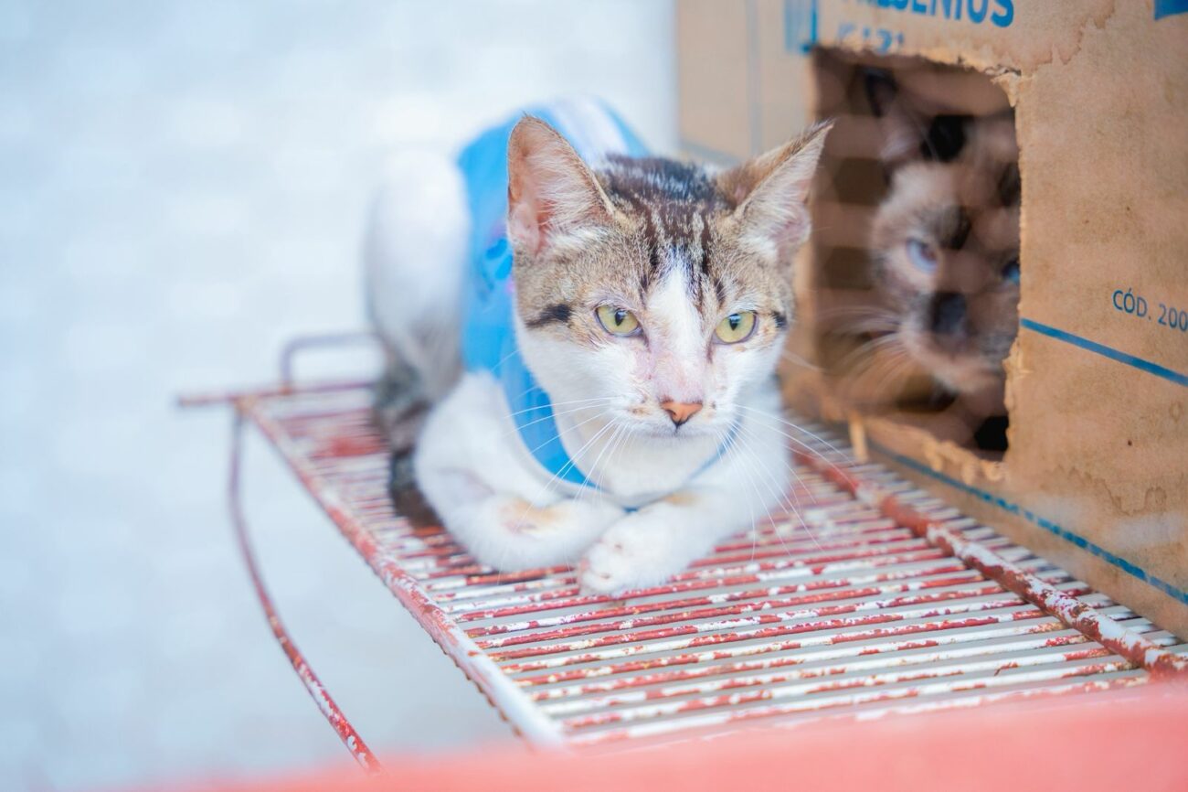 Guarapari: feira de adoção promove cuidado e esperança para animais abandonados 2 doacao CCZ2
