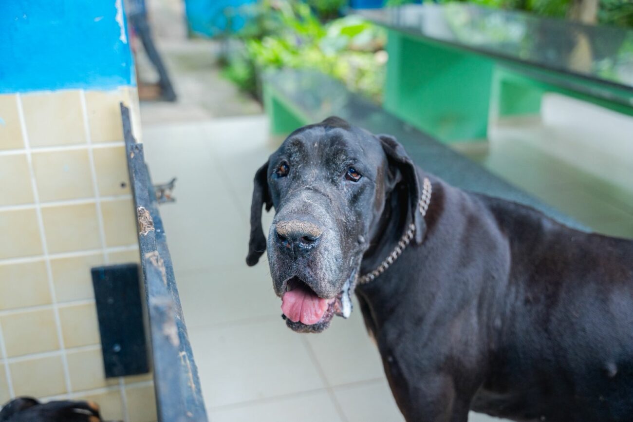 Guarapari: feira de adoção promove cuidado e esperança para animais abandonados 3 doacao CCZ3
