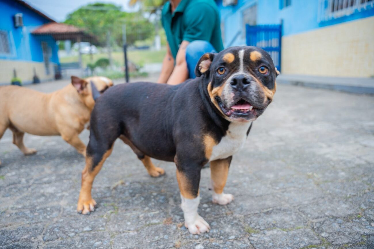 Guarapari: feira de adoção promove cuidado e esperança para animais abandonados 1 doacao CCZ4