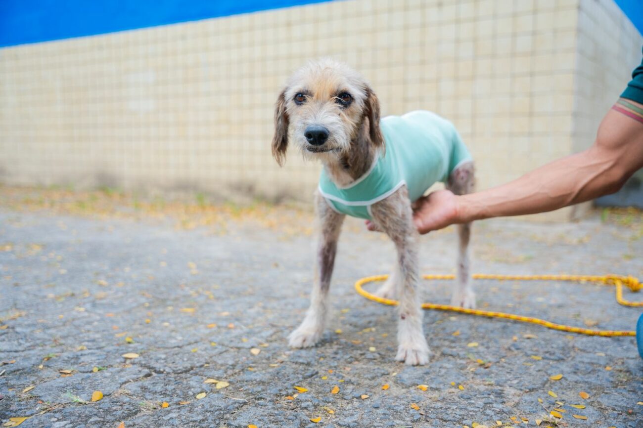Guarapari: feira de adoção promove cuidado e esperança para animais abandonados 7 doacao CCZ5