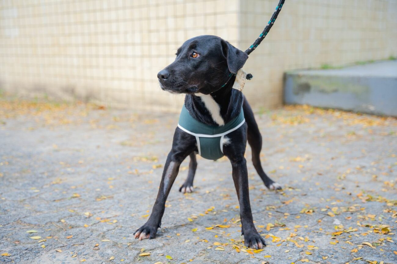 Guarapari: feira de adoção promove cuidado e esperança para animais abandonados 6 doacao CCZ6