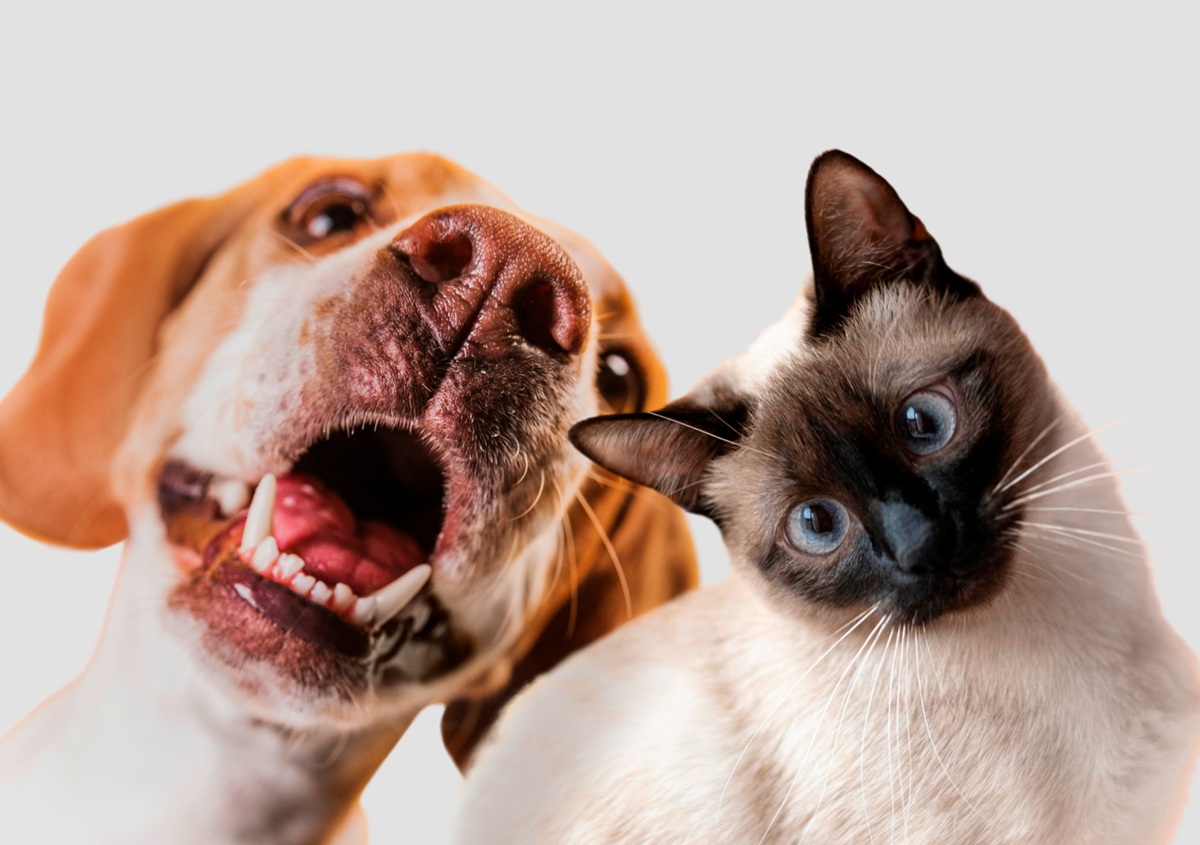 Cesariana: quando fazer em cadelas e gatas? 1 2150007407