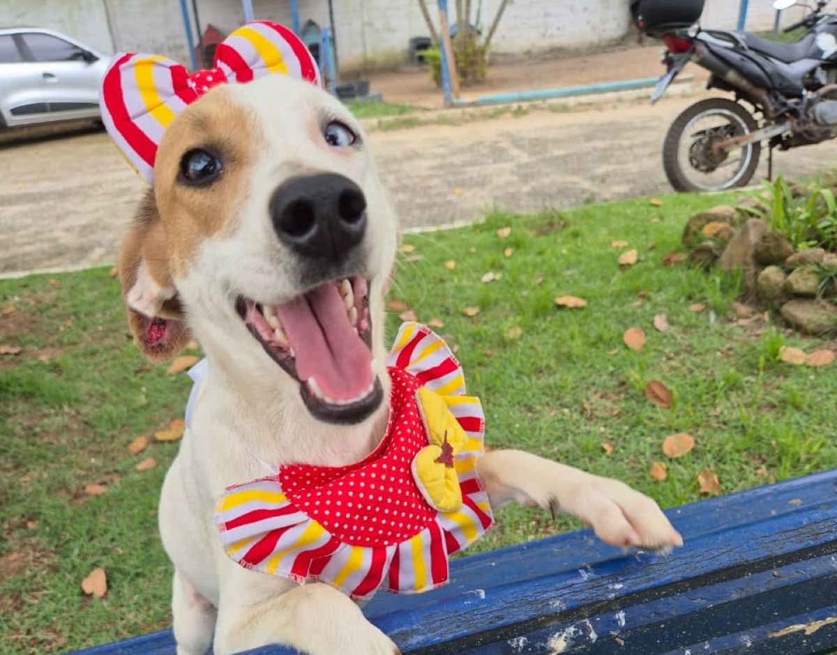 Adoção responsável: Guarapari realiza duas feiras de pets nesta semana 1 dogs 1