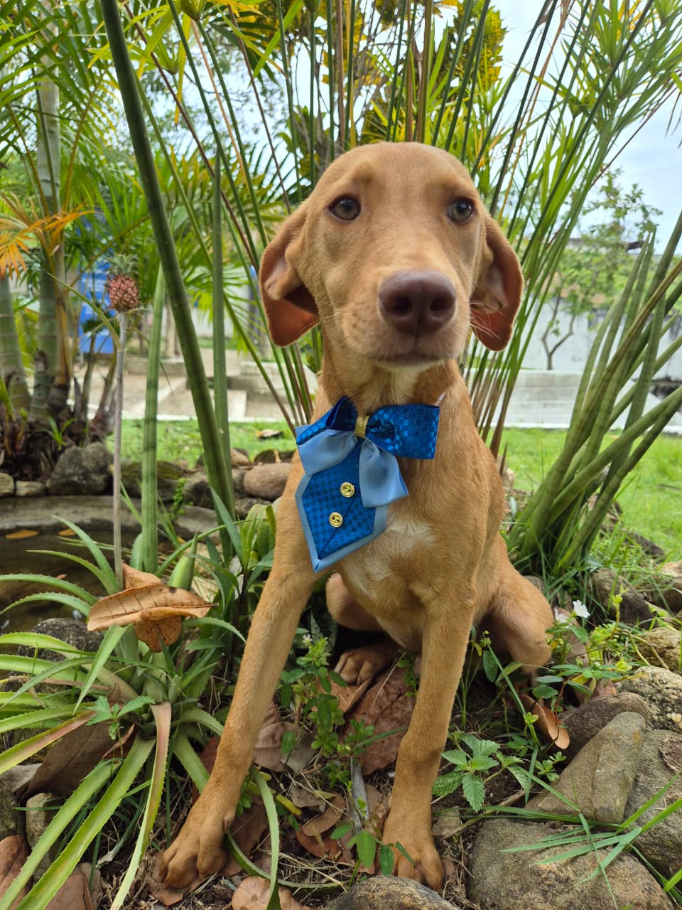 Adoção responsável: Guarapari realiza duas feiras de pets nesta semana 5 dogs 4