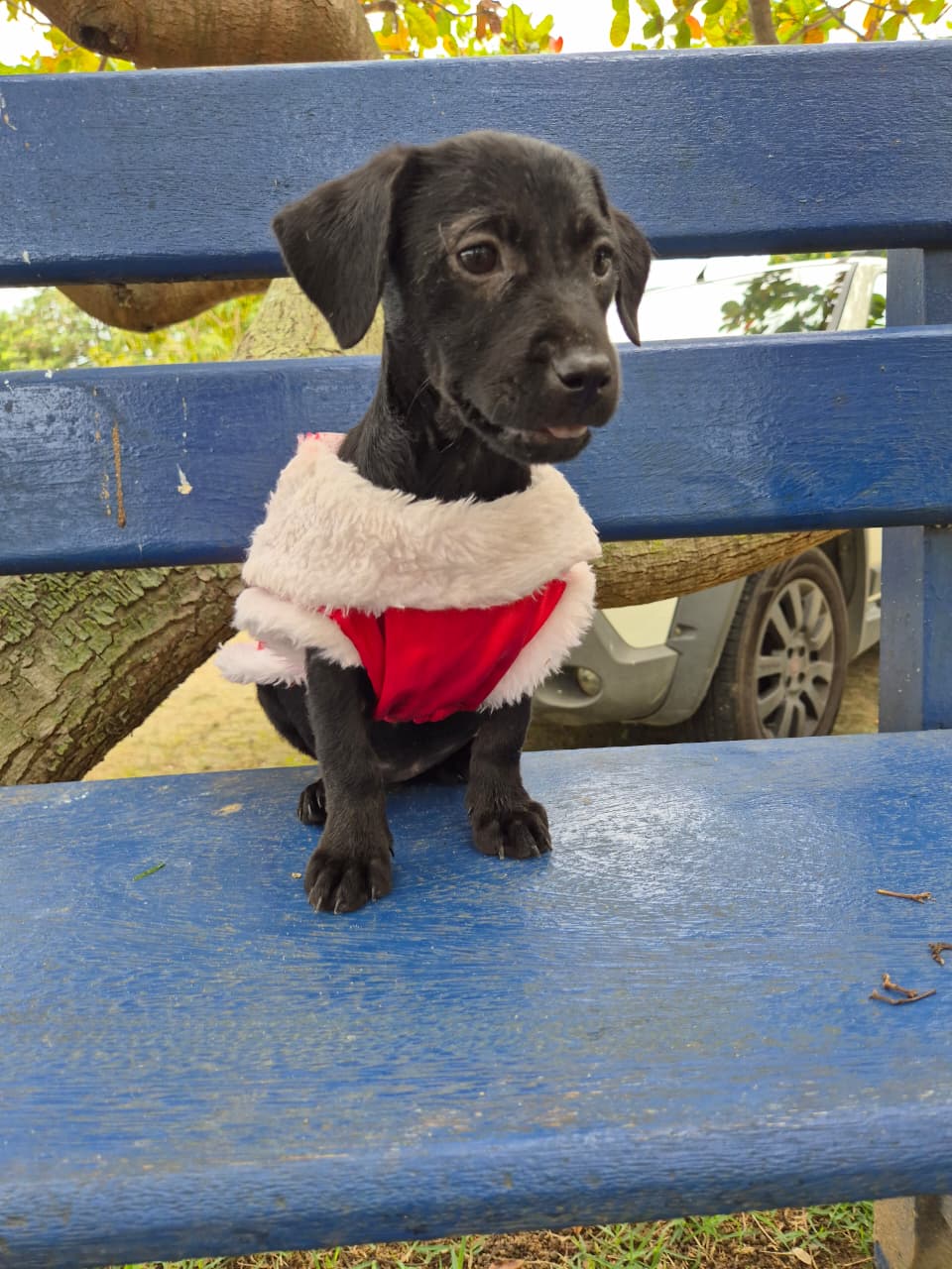 Adoção responsável: Guarapari realiza duas feiras de pets nesta semana 4 dogs 5