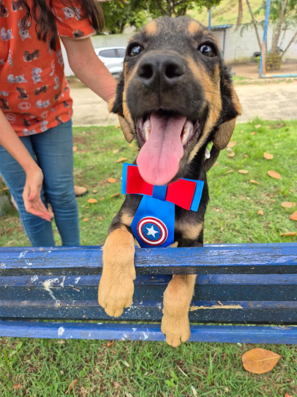 Adoção responsável: Guarapari realiza duas feiras de pets nesta semana 2 dogs 7
