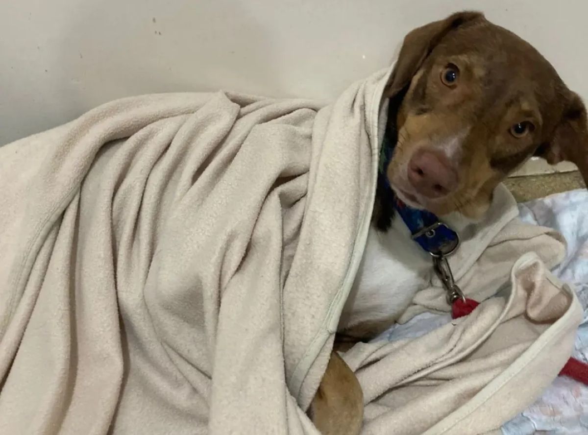 Guaratampinhas realiza último bazar beneficente do ano em apoio aos animais resgatados 1 guaratampinhas dog