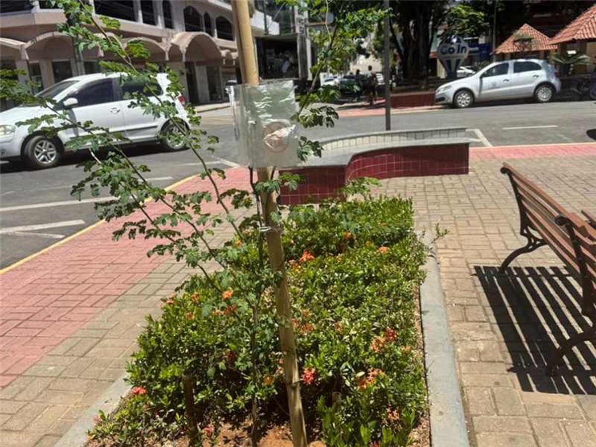 Alfredo Chaves realiza plantio de 50 mudas de árvores nativas 1 arborizacao Alfredo Chaves