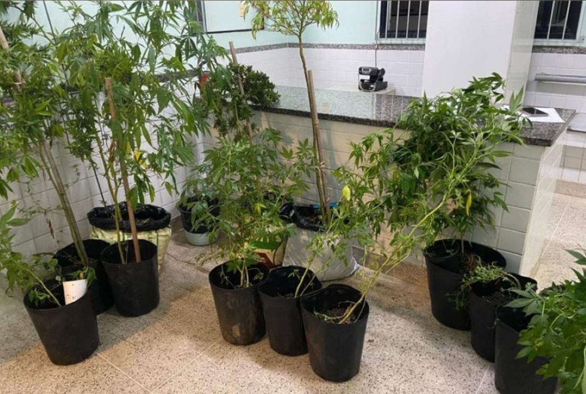 Pés de maconha são apreendidos pela PM em Guarapari; carro também foi recuperado 1 maconha 2