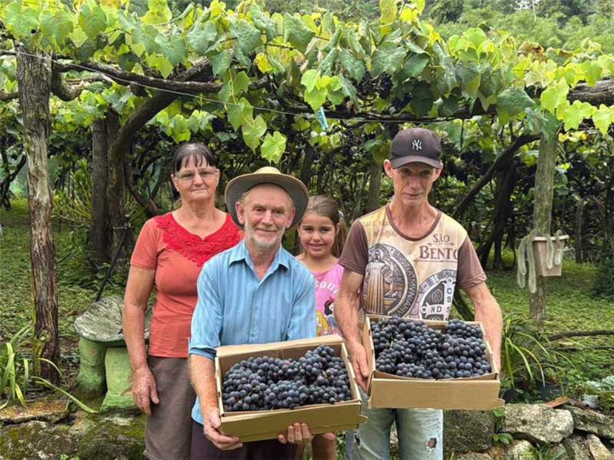45 anos de tradição: família de Alfredo Chaves é destaque no cultivo de uva 1 viticultor Severino Busato