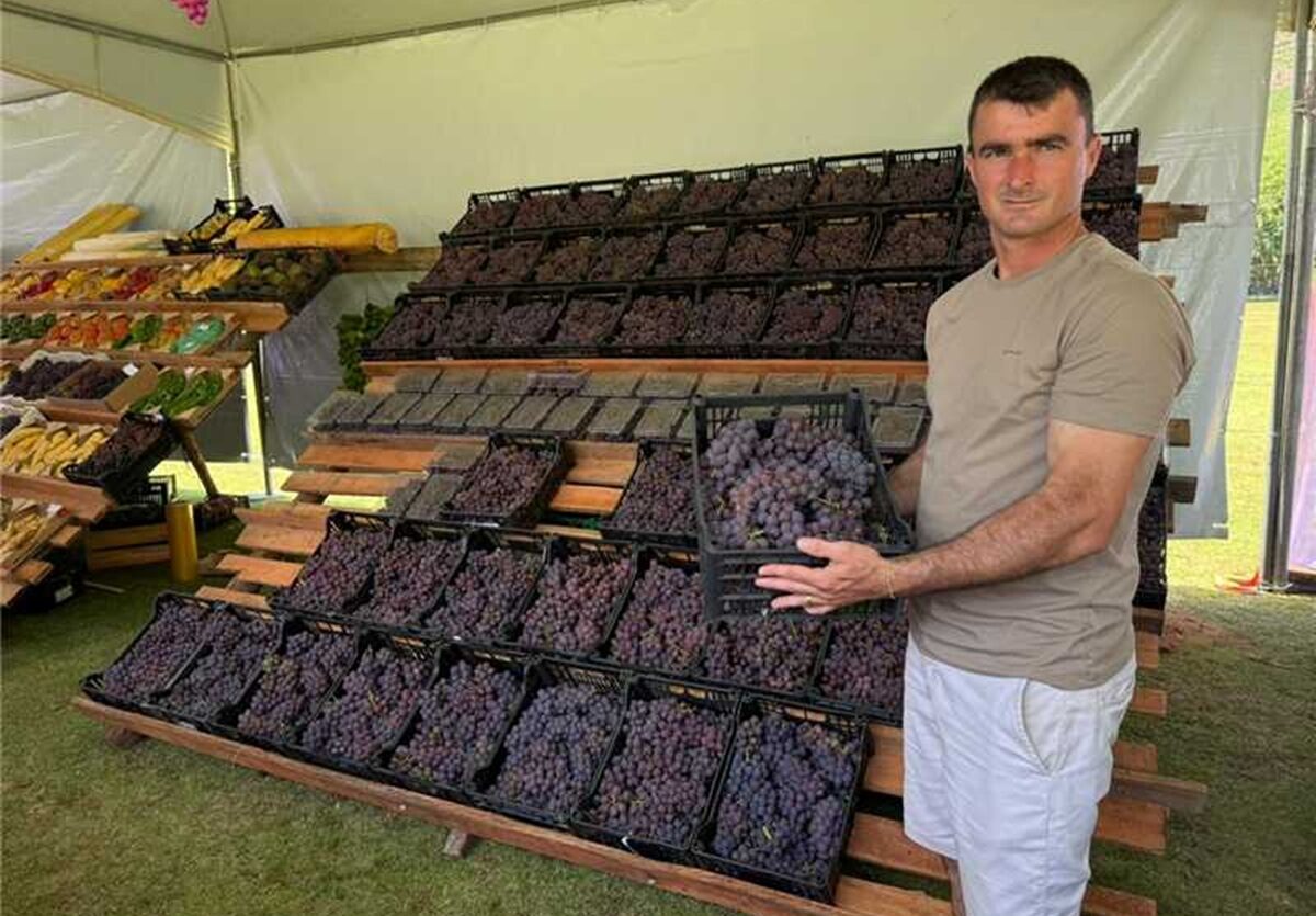 capa festival da uva alfredo