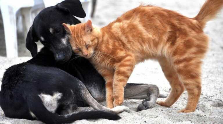 Inscrições abertas para castração gratuita de cães e gatos em Guarapari