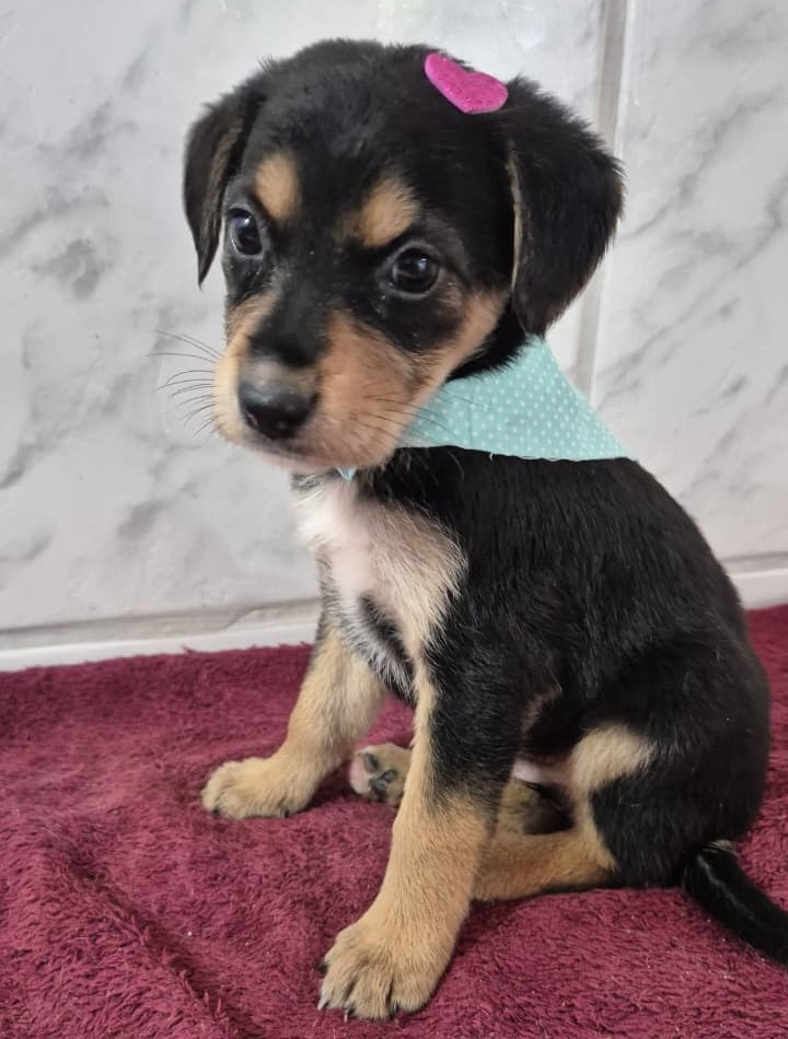 Adoção responsável: cães e gatos aguardam um lar no CCZ 2 cachorrinho