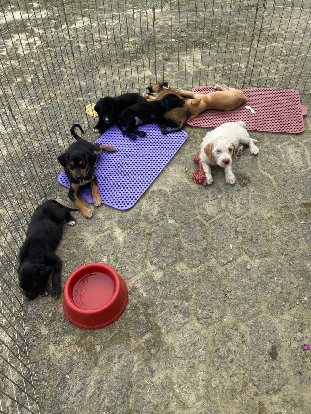 Adoção responsável: cães e gatos aguardam um lar no CCZ 1 cachorrinho1