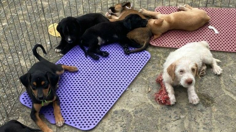 Adoção responsável: cães e gatos aguardam um lar no CCZ