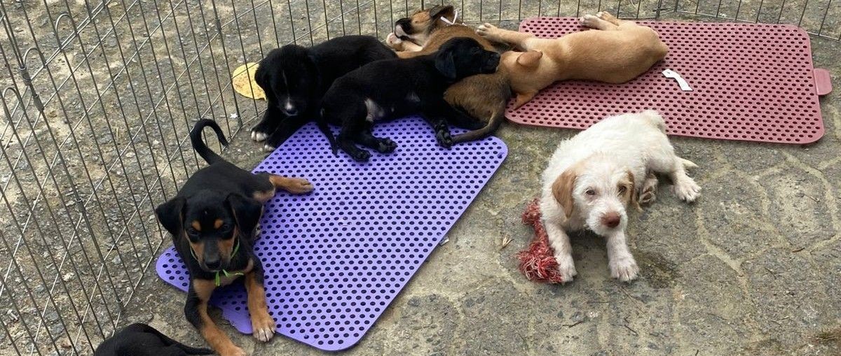Adoção responsável: cães e gatos aguardam um lar no CCZ
