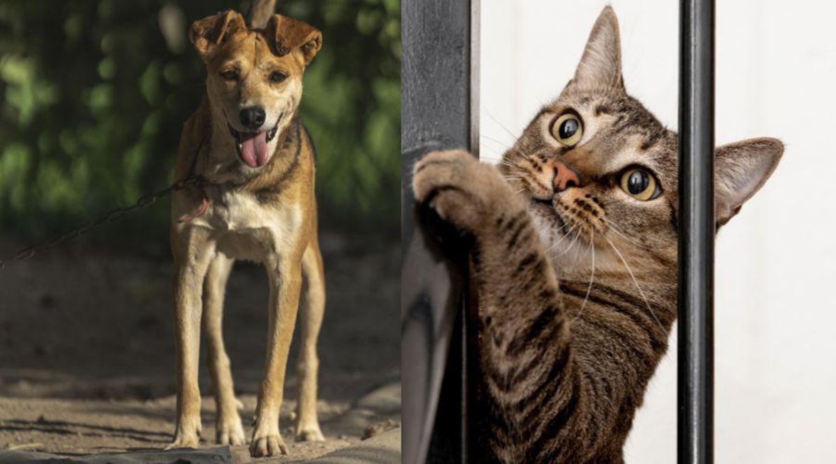 Vila Velha realiza ação com 800 castrações e outros serviços voltados ao bem-estar animal 1 castracao vv reproducao