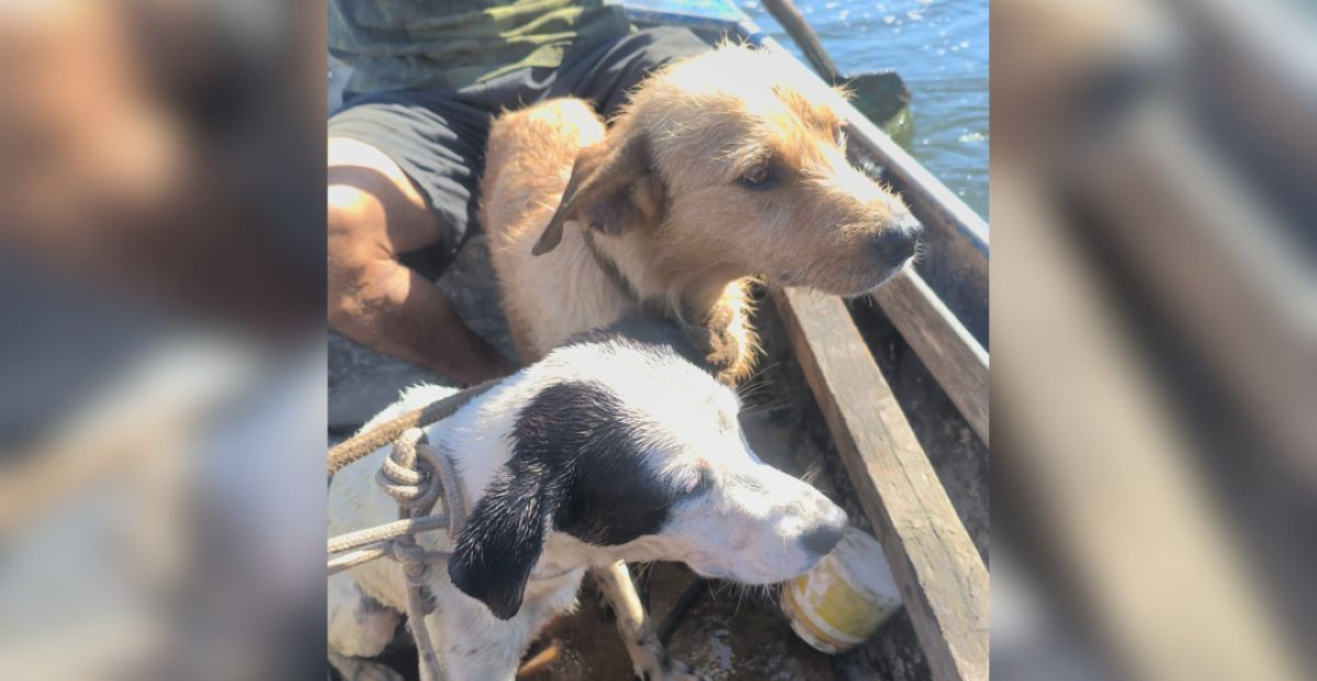 Final feliz: últimos cães isolados em ilha de Guarapari são resgatados