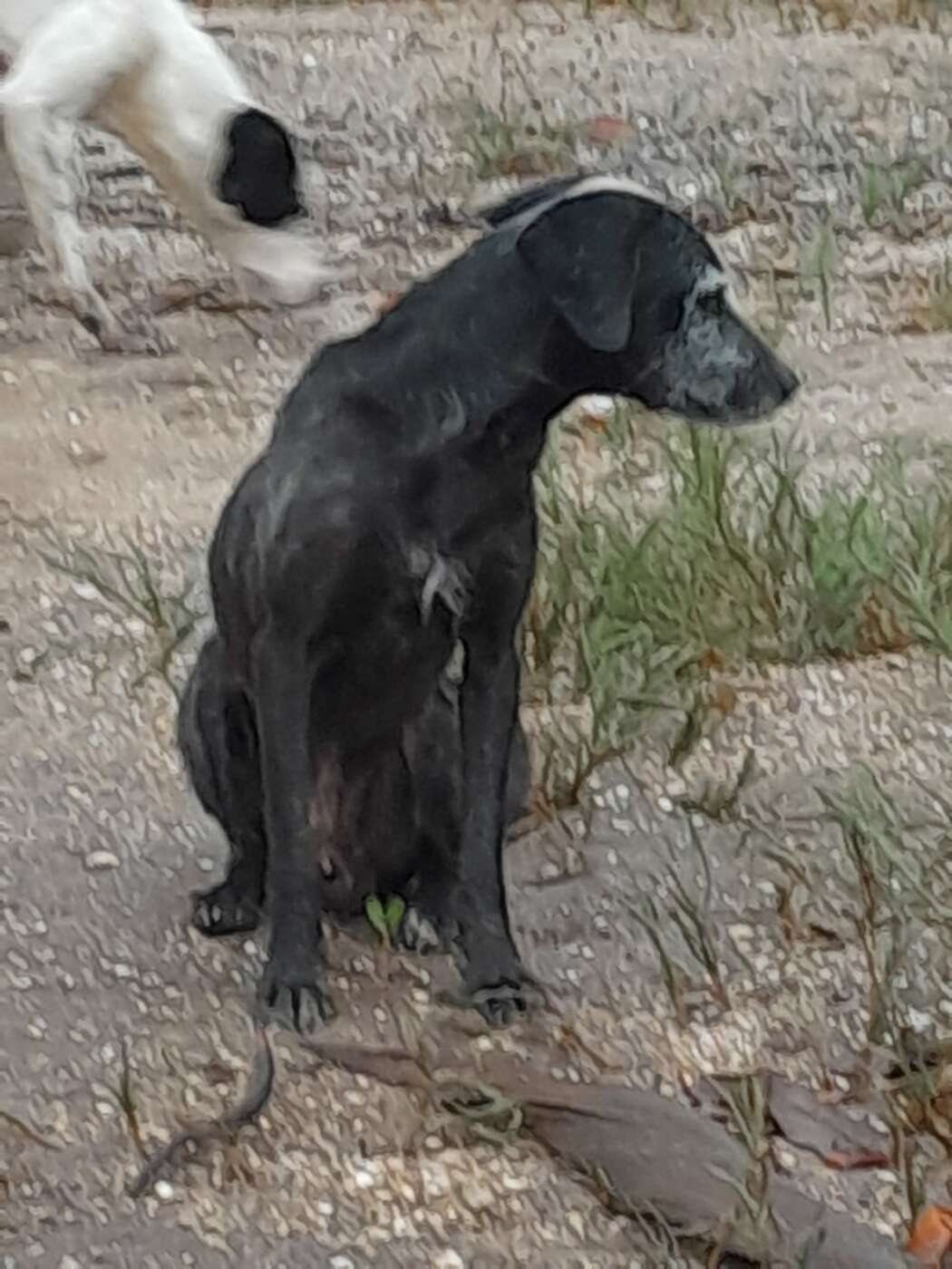 Moradores pedem ajuda por cães abandonados em ilha na região da Concha D’Ostra 3 Caes na Concha DOstra 1