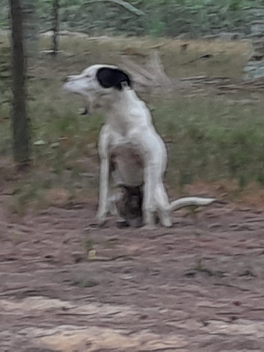 Moradores pedem ajuda por cães abandonados em ilha na região da Concha D’Ostra 2 Caes na Concha DOstra 22