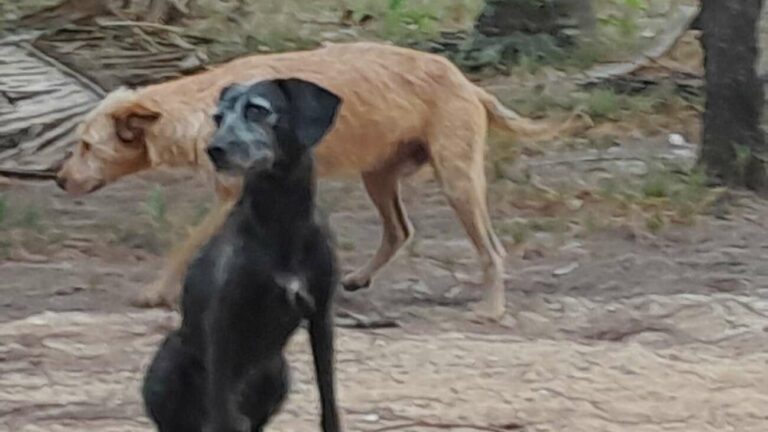 Moradores pedem ajuda por cães abandonados em ilha na região da Concha D’Ostra