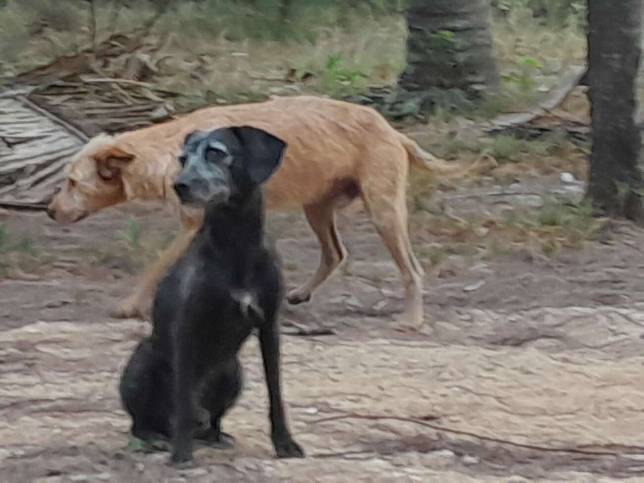 Moradores pedem ajuda por cães abandonados em ilha na região da Concha D’Ostra 1 Caes na Concha DOstra 3