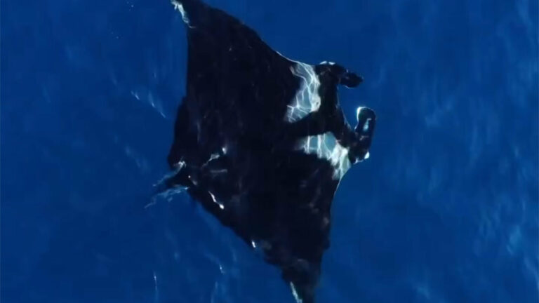 Espécie de raia gigante é avistada no mar de Guarapari; confira o vídeo