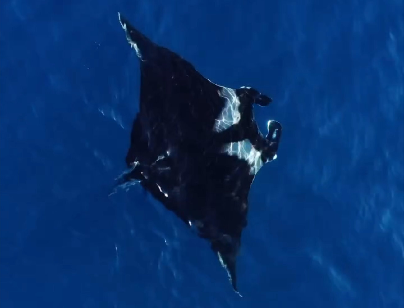 Espécie de raia gigante é avistada no mar de Guarapari; confira o vídeo 1 Snapshot