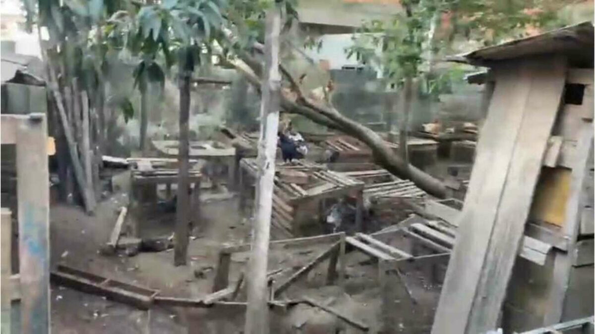 VÍDEO: criança de 8 anos encontrada sozinha em casa com animais em situação degradante
