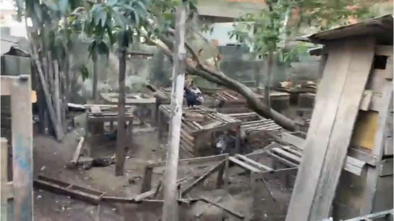 VÍDEO: criança de 8 anos encontrada sozinha em casa com animais em situação degradante 1 Snapshot 8