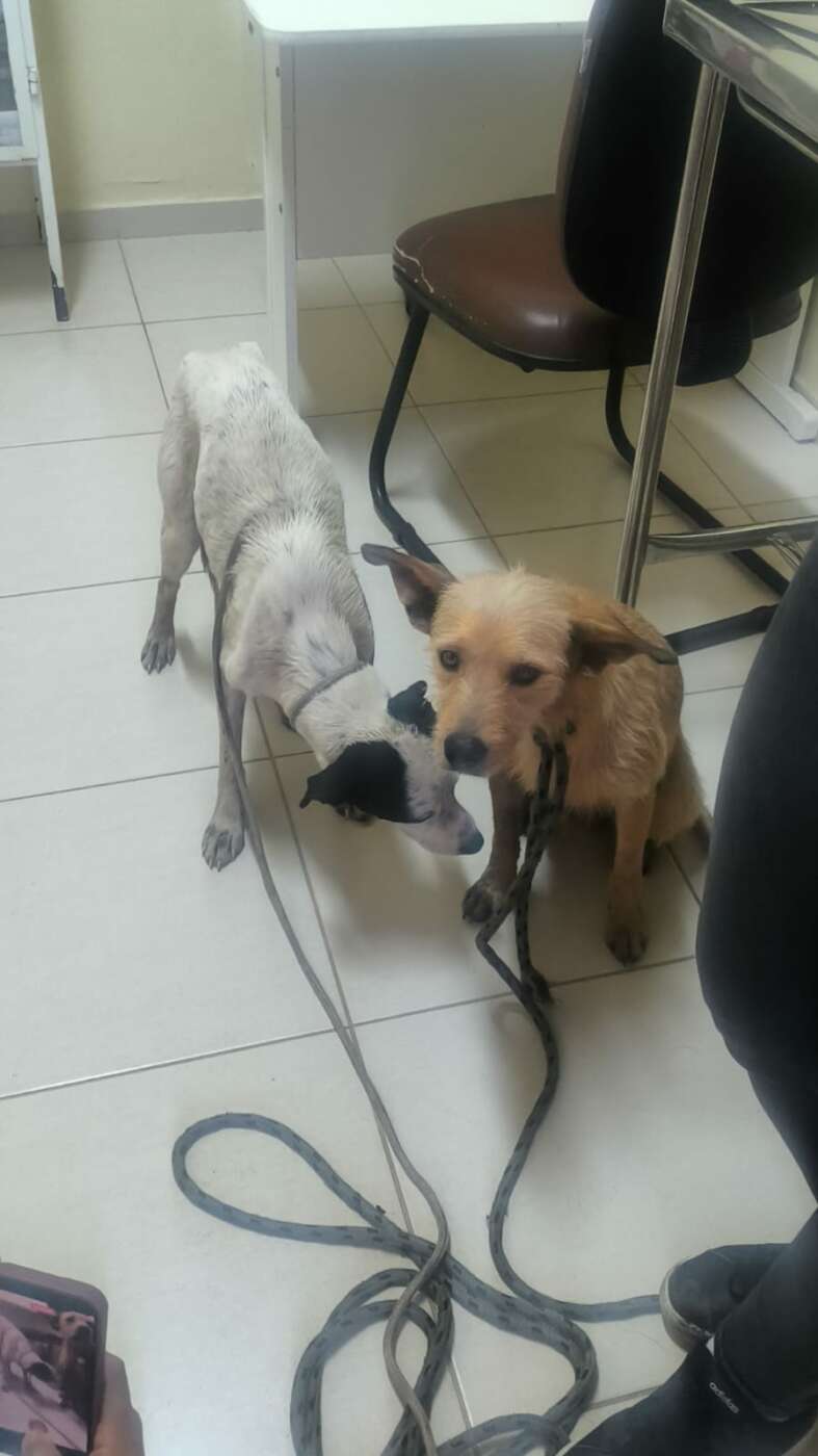 Final feliz: últimos cães isolados em ilha de Guarapari são resgatados 3 WhatsApp Image 2026 07 29 at 11.26.36 2