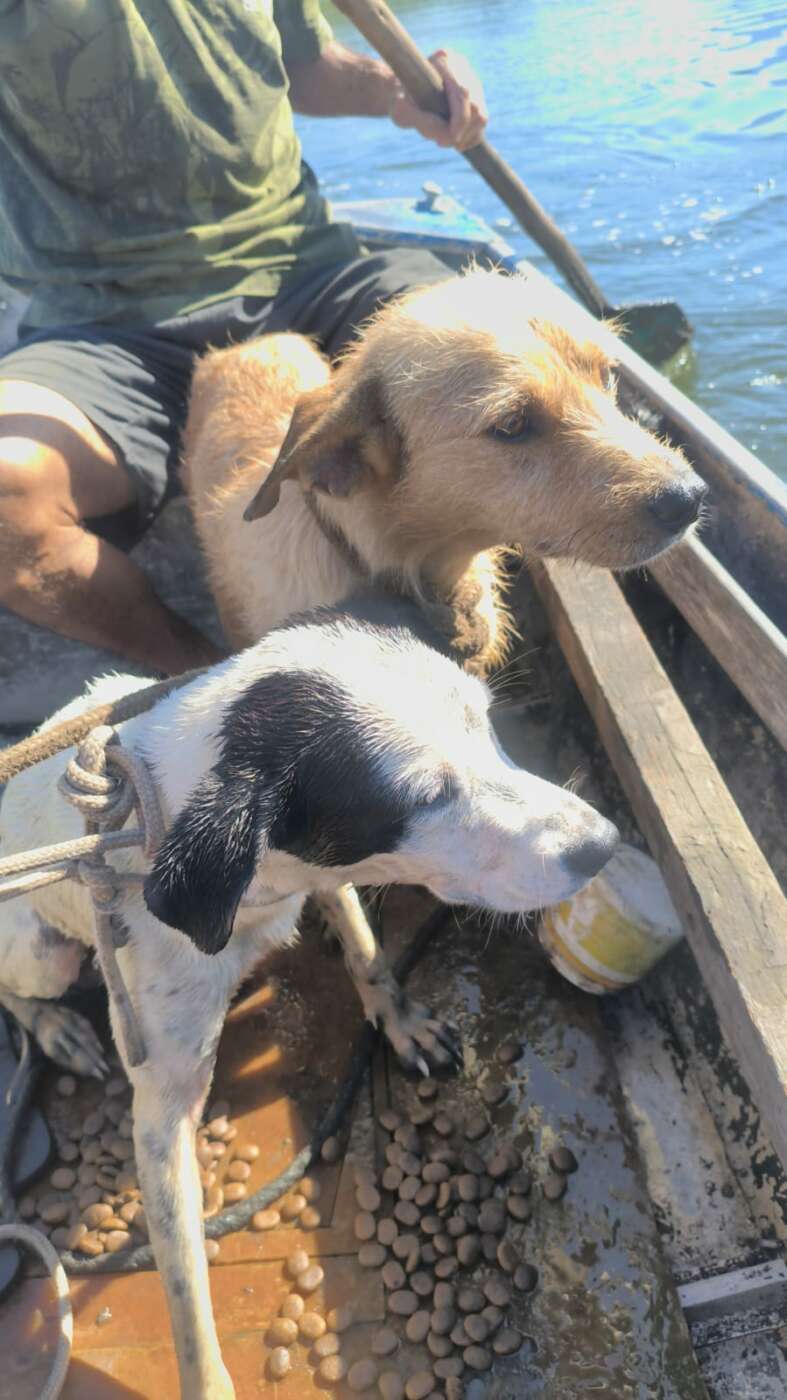Final feliz: últimos cães isolados em ilha de Guarapari são resgatados 1 WhatsApp Image 2026 07 29 at 11.26.38 3